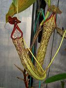 Nepenthes (x rokko) x stenophylla 1